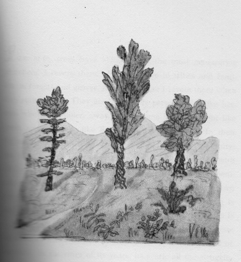 International day of Forests and Poetry, March 21,&nbsp;2019